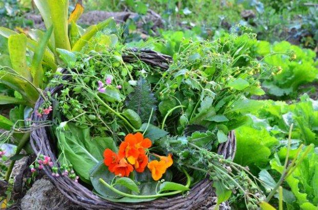 Cultivo de Plantas Alimentícias Não Convencionais é tema de curso online da Epagri no dia 30