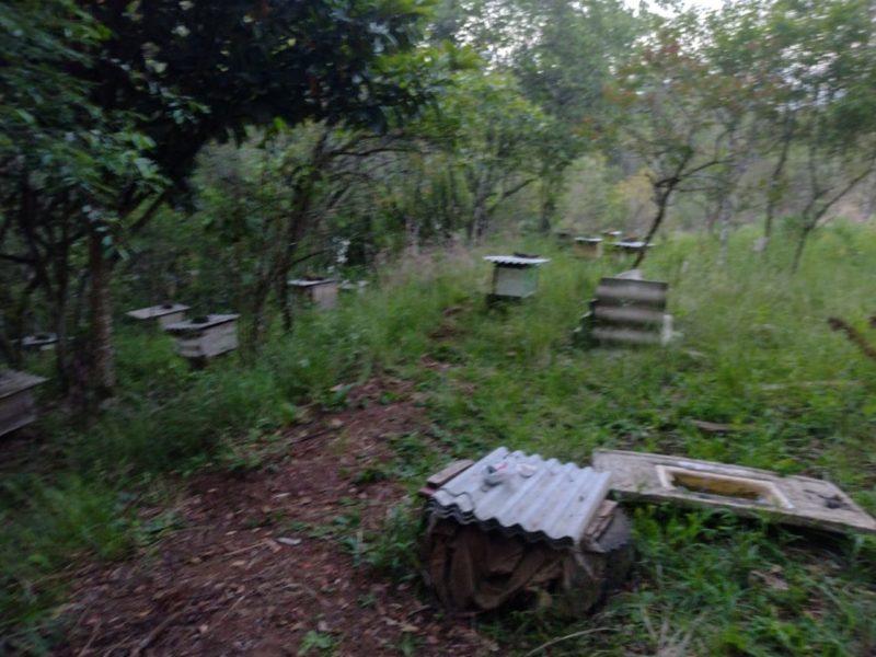 Idoso é achado morto em Curitibanos com enxame de abelhas pelo corpo