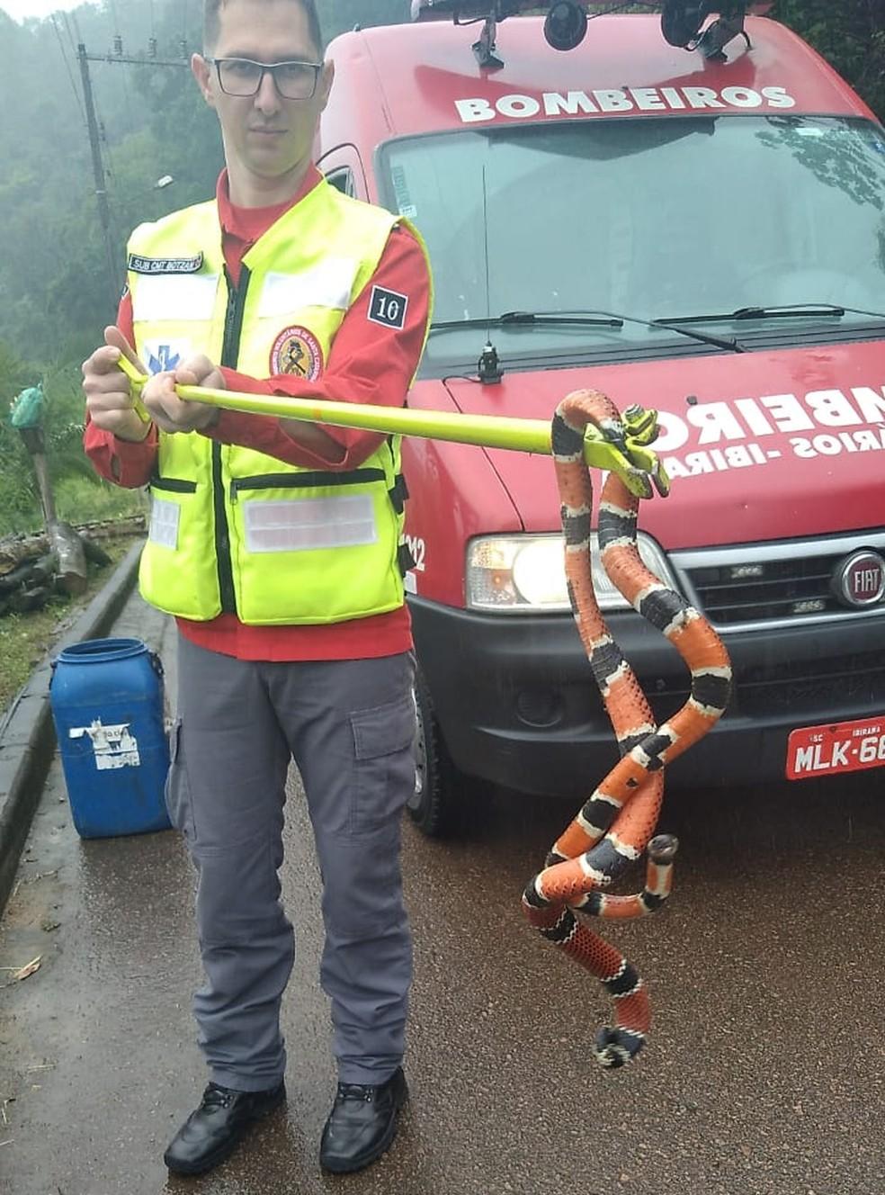 Cobra é capturada em calçada de rua no Alto Vale do Itajaí